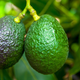 Illustration for article titled Last Call: An assemblage of avocado fun facts